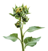 Sunflower plant buds ready to bloom in spring png
