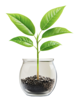 Growing plant in glass container with soil png