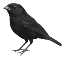 Black bird perched on a branch in natural habitat png