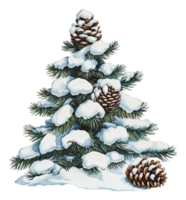 Snow-covered pine tree with pinecones in winter png