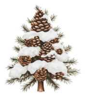 Snow-covered pine tree with cones in winter forest png