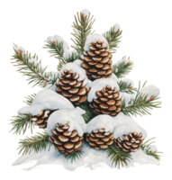 Pine cones covered in snow in winter setting png