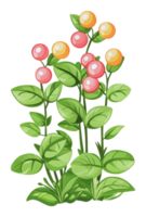 Vibrant plants with round fruits in a garden png