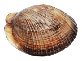 Clams with distinct shell patterns png