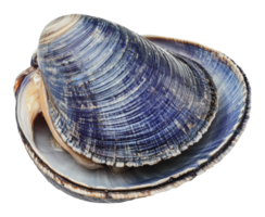 Colorful shell on flat surface in light png