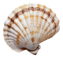 Beautiful scallop shell resting on a flat surface png
