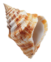 Unique shell with vibrant patterns and colors png