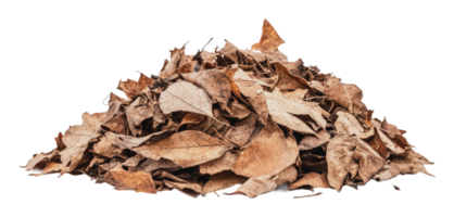 Pile of dried leaves ready for composting png