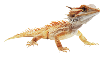 Bearded dragon in a natural pose exploring habitat png