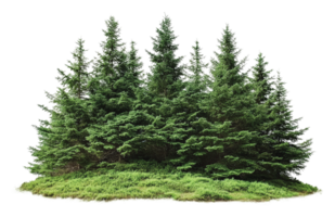 Lush green coniferous trees in a natural setting png