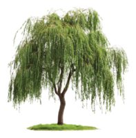 Beautiful weeping willow tree in natural setting png