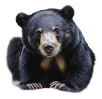 Black bear looks directly at the viewer in nature png