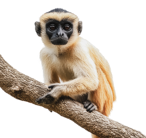 Curious monkey perched on a tree branch quietly png