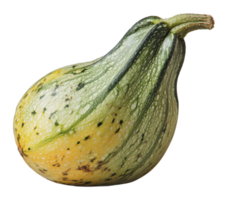Fresh acorn squash on a white background png