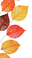 Autumn leaves on white background png