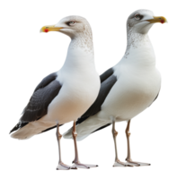 Seagulls perched side by side on a sunny day png
