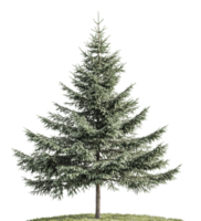 Evergreen tree with lush branches in bright light png
