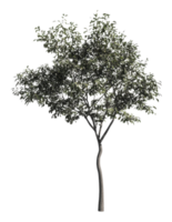 Unique tree with a curved trunk and dense foliage png