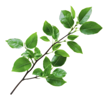 Fresh green branch with vibrant leaves on display png