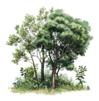 Beautiful trees in a serene natural setting png