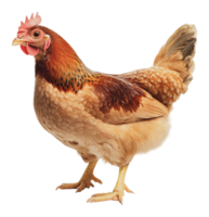 Chicken standing proudly in a farm environment png