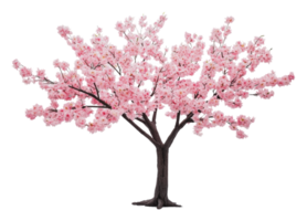 Cherry blossom tree in full bloom during spring png