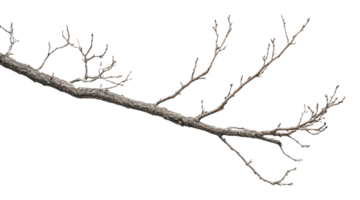 Branch with bare twigs ready for spring growth png