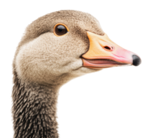 Close-up view of a duck's head with details png