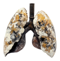 Unique sculpture resembling a set of lungs png