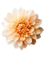 beautiful dahlia flower with soft peach petals radiates elegance and charm png