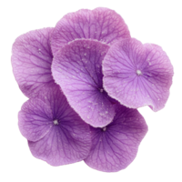 Beautiful purple violet petals with dew drops create serene atmosphere png
