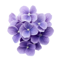 Vibrant purple flowers with delicate petals and soft texture png