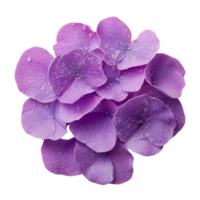 Vibrant purple flower petals with water droplets create fresh and delicate look png