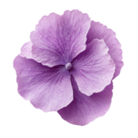 Beautiful purple flower with delicate petals and subtle texture png