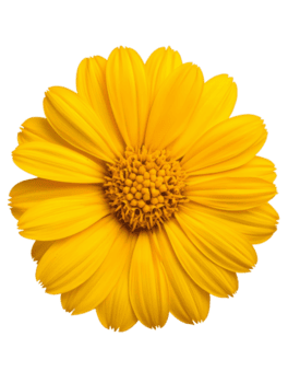 Bright yellow flower with vibrant petals and textured center png