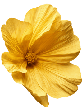 vibrant yellow flower with delicate petals and intricate details png