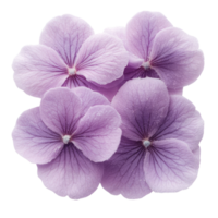 Delicate purple flowers with soft petals create serene atmosphere png