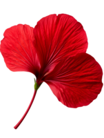 Vibrant red hibiscus flower with large petals and intricate veins png