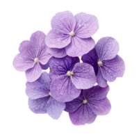 Beautiful purple flowers with droplets of water create serene atmosphere png