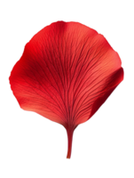 vibrant red leaf showcasing intricate textures and patterns png