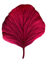 vibrant red leaf showcasing intricate vein patterns and textures png