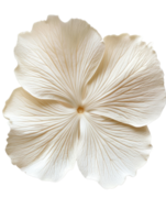 Delicate white flower with intricate petal details, perfect for design png