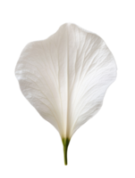 Delicate white flower petal with intricate texture and soft curves png