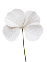 delicate white flower with intricate veining and long green stem, symbolizing purity and elegance png