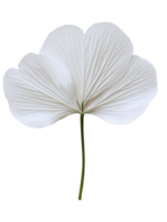 delicate white flower with intricate petal details and slender stem png