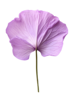 delicate purple flower petal with intricate veining and slender stem png