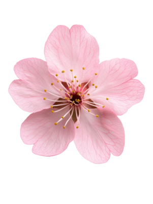 ◎非売品☆Cherry blossom☆フルカラー☆タオル☆ピンク☆③☆残1 Amazon｜可愛い苺柄 バスタオル 3層ガーゼ タオル フェイス