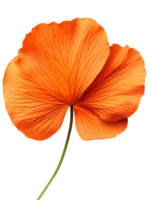 Vibrant orange flower with delicate petals and intricate veins png