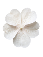 Delicate white flower with intricate petal details, perfect for design png