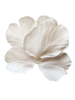 Delicate white petals create serene and elegant floral arrangement png